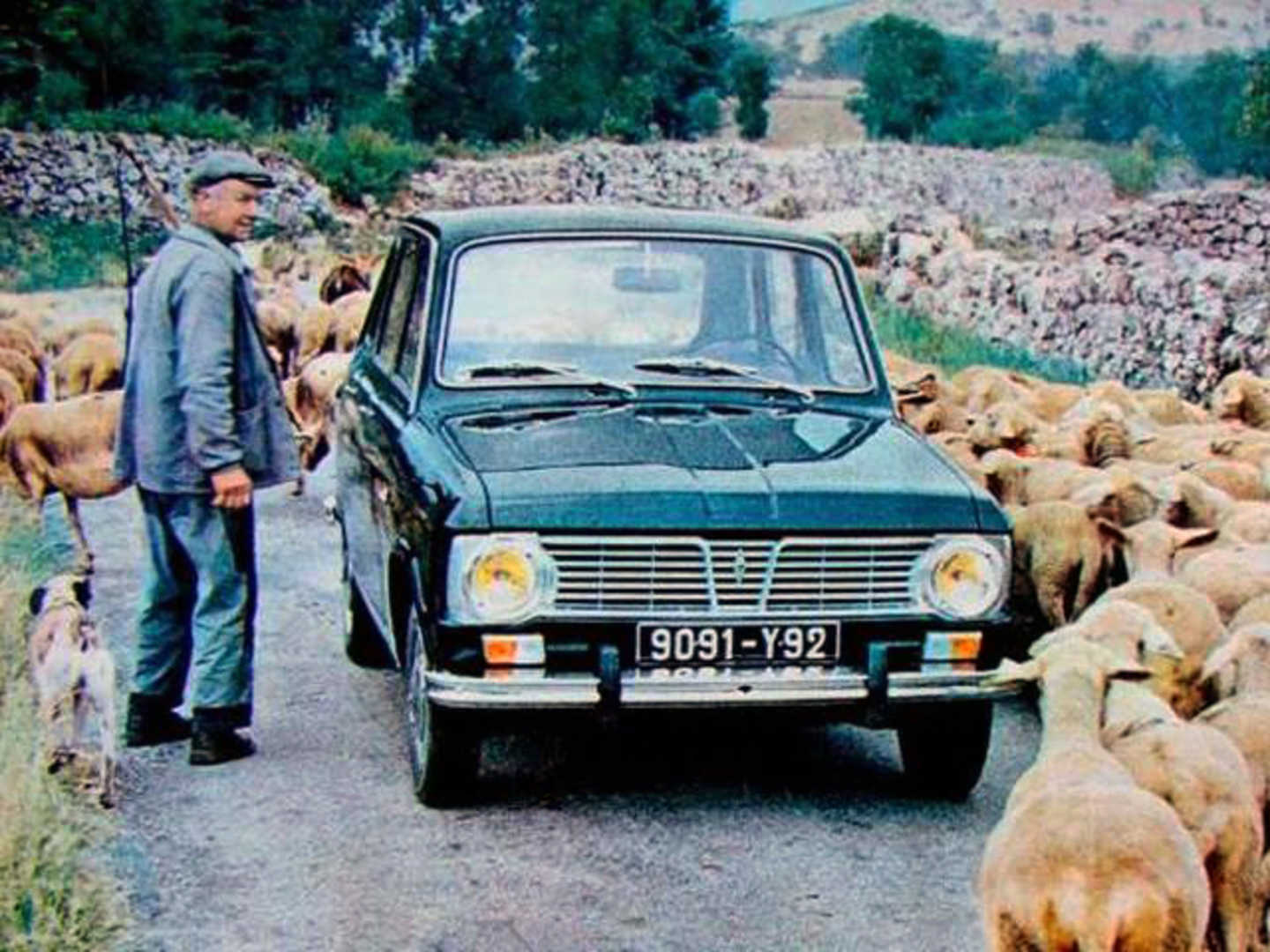 Renault 6 au milieu d'un troupeau de brebis