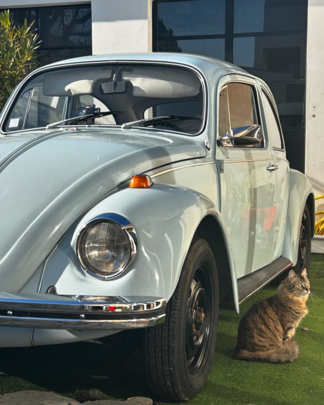 VOLKSWAGEN Coccinelle   1969 occasion
